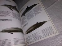 Лот: 12248766. Фото: 4. Дельфины и киты, Китообразные... Красноярск