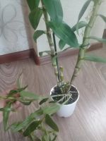Лот: 9299097. Фото: 3. Орхидея дендробиум(белый)Nobile... Растения и животные