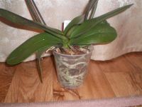 Лот: 825549. Фото: 2. Орхидея фаленопсис белая с розовой... Комнатные растения и уход