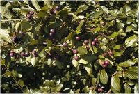 Лот: 7670033. Фото: 7. Саженцы Кизильник блестящий (Cotoneaster...
