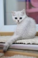 Лот: 10033744. Фото: 5. Продам британского котенка - девочка...