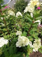 Лот: 15210082. Фото: 2. Гортензия Геркулес. 5 лет. Семена, рассада, садовые растения