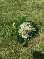 Лот: 11654450. Фото: 3. Букеты из ландышей для любимых. Сувениры, подарки