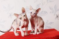 Лот: 3459246. Фото: 4. Донская трёхцветная кошечка. Красноярск