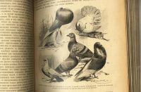 Лот: 15718667. Фото: 18. Происхождение животного мира доктора...