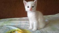 Лот: 6030600. Фото: 7. Анатолийские котята.
