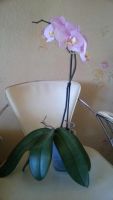 Лот: 7120285. Фото: 4. орхидея, цветущая. Красноярск