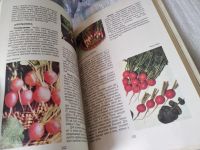 Лот: 17539835. Фото: 7. Пивоваров В.Ф. Овощи России, В...