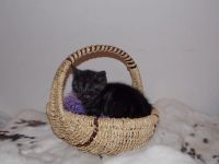 Лот: 3563836. Фото: 3. Шотландский котенок девочка. Растения и животные