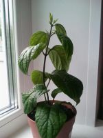 Лот: 3031780. Фото: 2. Клеродендрум Томсона. Комнатные растения и уход