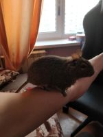 Лот: 12951283. Фото: 2. Дегу (чилийские белки). Животные и уход