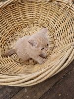 Лот: 25884152. Фото: 2. Котята. Животные и уход