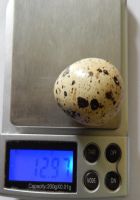 Лот: 11752684. Фото: 3. Перепелиные яйца, от техасских... Красноярск