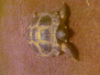 Лот: 4269351. Фото: 2. черепаха. Животные и уход
