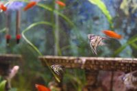 Лот: 7322912. Фото: 3. аквариумная рыбка скалярия местного... Растения и животные