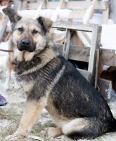 Лот: 9100790. Фото: 6. Нужен Хозяин на безвозмездной...