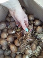 Лот: 13789585. Фото: 3. картофель семенной на посадку... Для дачи, дома, огорода, бани, парка
