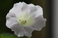 Лот: 3077558. Фото: 3. Глоксиния 37 (цветёт). Растения и животные