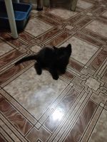 Лот: 21126740. Фото: 3. Животные. Растения и животные