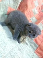 Лот: 12786811. Фото: 3. Шотландские котята. Растения и животные