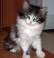 Лот: 20334419. Фото: 7. Котенок, кошечка, 3 мес