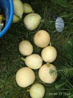 Лот: 10384691. Фото: 4. Тыква декоративная для поделок
