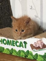 Лот: 17110458. Фото: 2. котята рыжие мальчики. Животные и уход