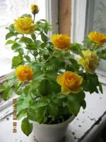 Лот: 11758562. Фото: 2. роза комнатная желтая. Комнатные растения и уход