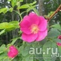 Лот: 13689497. Фото: 5. Шиповник садовый крупный, плодоносяший...