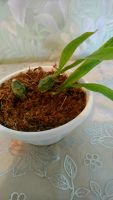 Лот: 14924676. Фото: 2. Продам орхидею Coelogyne Cristata... Комнатные растения и уход