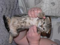 Лот: 5347796. Фото: 5. Котята шотландцы