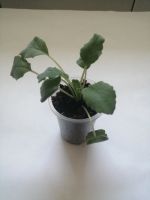 Лот: 14297032. Фото: 4. Альсобия. Красноярск