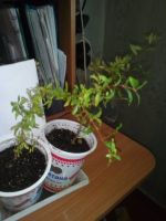 Лот: 10085597. Фото: 6. гранат плодоносящий цветет!!!