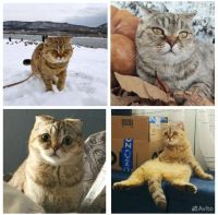 Лот: 20352824. Фото: 8. Шотландский Вислоухий котёнок.