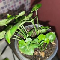 Лот: 18734471. Фото: 2. Сингониум. Комнатные растения и уход