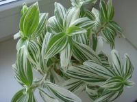 Лот: 4301879. Фото: 3. традесканция белая.большой кустик... Растения и животные