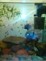 Лот: 6749375. Фото: 2. Молодь седжики 5шт. Аквариумистика