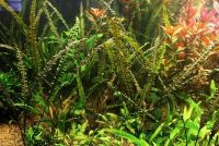 Лот: 15248011. Фото: 2. Криптокорина Балансе Cryptocoryne... Аквариумистика