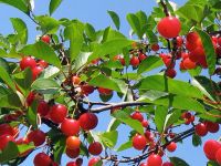 Лот: 10063108. Фото: 2. Саженцы сортовой вишни,темно бордовая... Семена, рассада, садовые растения