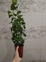 Лот: 25373410. Фото: 4. Фикус треугольный (Триангулярис... Красноярск