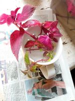 Лот: 19504127. Фото: 2. Колеус черенки N2. Комнатные растения и уход