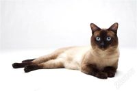 Лот: 619997. Фото: 2. Тайский котенок-синеглазый эльфёнок... Животные и уход