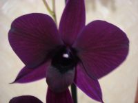 Лот: 3544553. Фото: 2. Орхидея дендробиум фаленопсис. Комнатные растения и уход