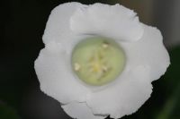 Лот: 3134245. Фото: 4. Глоксиния 12. Красноярск