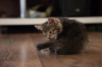 Лот: 5662697. Фото: 4. Котенок. Красноярск