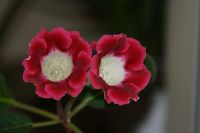 Лот: 3194686. Фото: 2. Глоксиния 29. Комнатные растения и уход