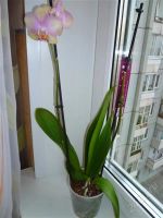 Лот: 2764610. Фото: 2. орхидея фаленопсис №21-1. Комнатные растения и уход