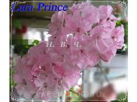 Лот: 10259618. Фото: 3. Зональная пеларгония " Lara Prince... Растения и животные
