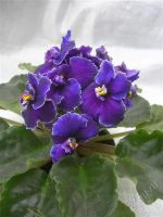 Лот: 2798104. Фото: 2. Фиалка Rodeo Glory. Комнатные растения и уход