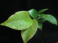 Лот: 13558870. Фото: 3. Хойя Hoya sunrise. Растения и животные